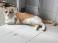 Dabo (4)